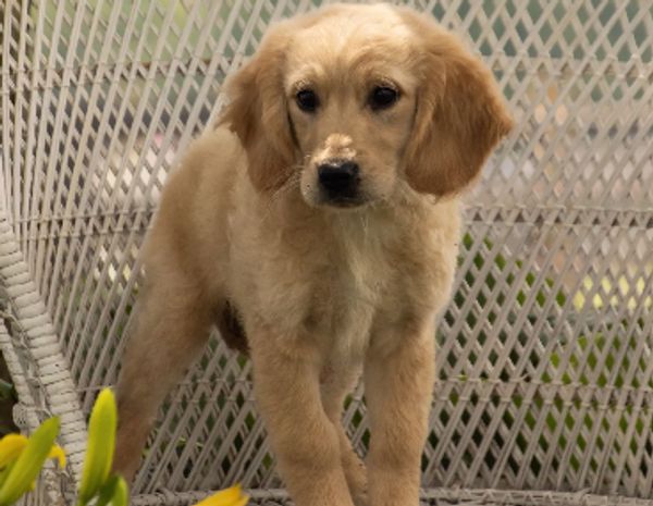 MINI GOLDENS